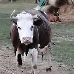 بيت ضيافة Reti Tanya Vendeghaz Kerecseny