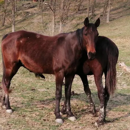 Reti Tanya Vendeghaz בית הארחה Kerecseny