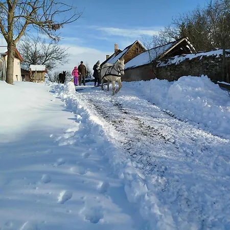 Reti Tanya Vendeghaz *